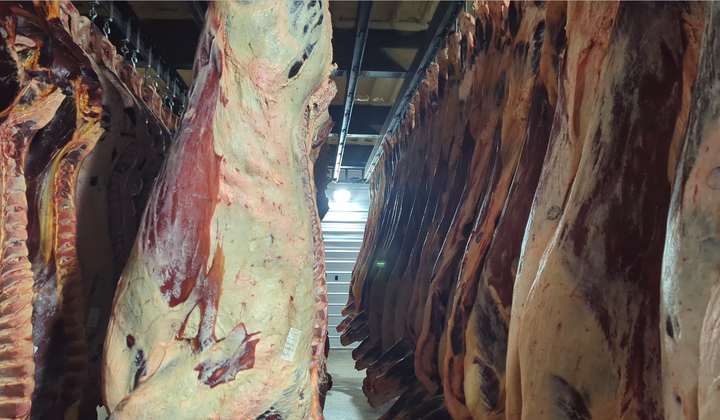 Beef carcasses hanging in rows in a chilled processing cooler — the product that a temperature excursion puts at risk.